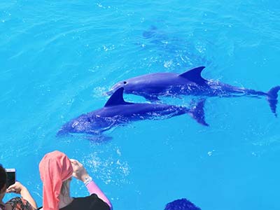 Dolphin Watch Dolphin Watch