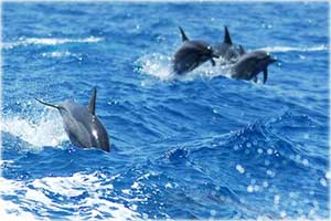 Key West Dolphin Watch Key West Dolphin Watch