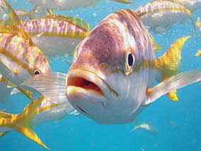 Custom Built Snorkeling Catamaran